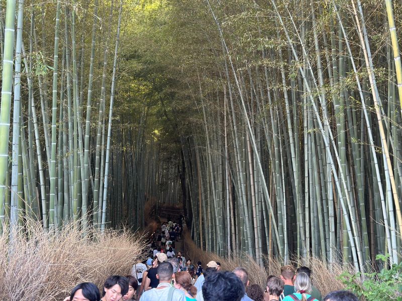 京都・嵐山｜渡月橋｜竹林