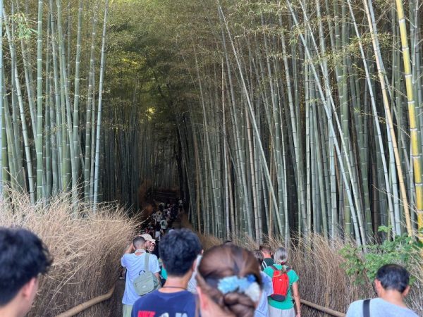 天龍寺の北門｜京都・嵐山｜竹林