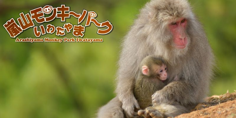 嵐山モンキーパーク